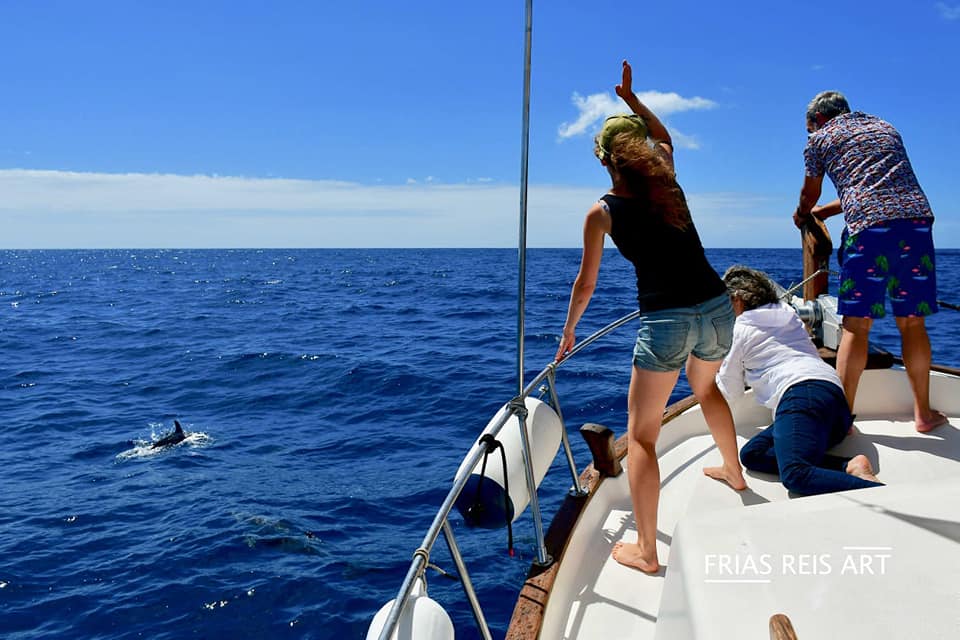 Gomera Dauphins